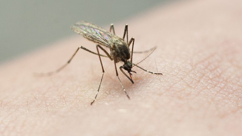 Vector control faces budget concerns in Santa Clara County