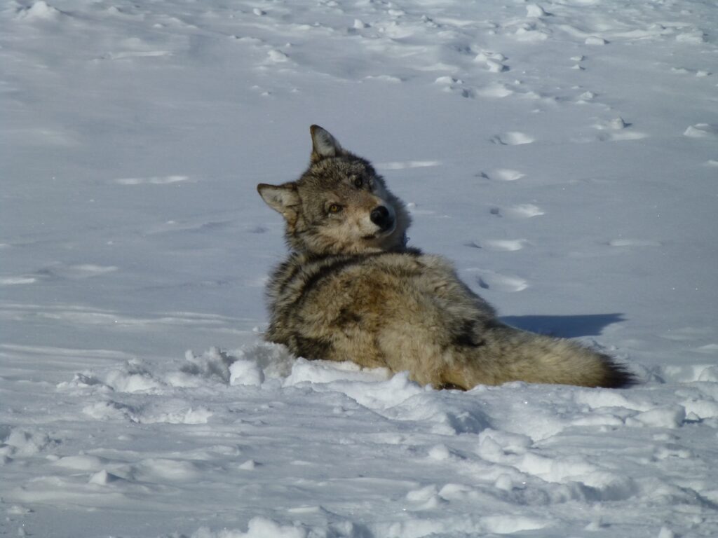 Conservation group to sue feds over lack of national wolf recovery plan