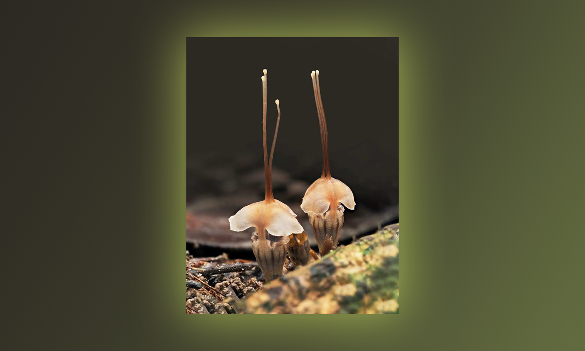 A Rare “Fairy Lantern” Finally Comes to Light