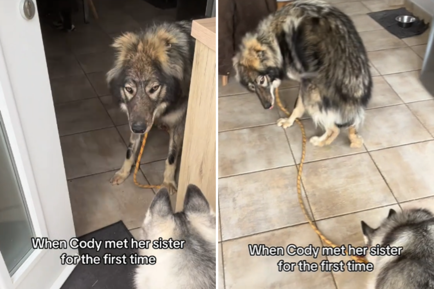 Wolf-Like Dog’s Reaction to Meeting New Sibling Shocks Internet