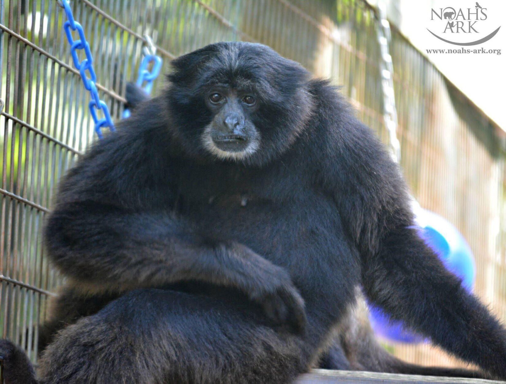 Noah’s Ark says goodbye to beloved primate Shawn-Shawn