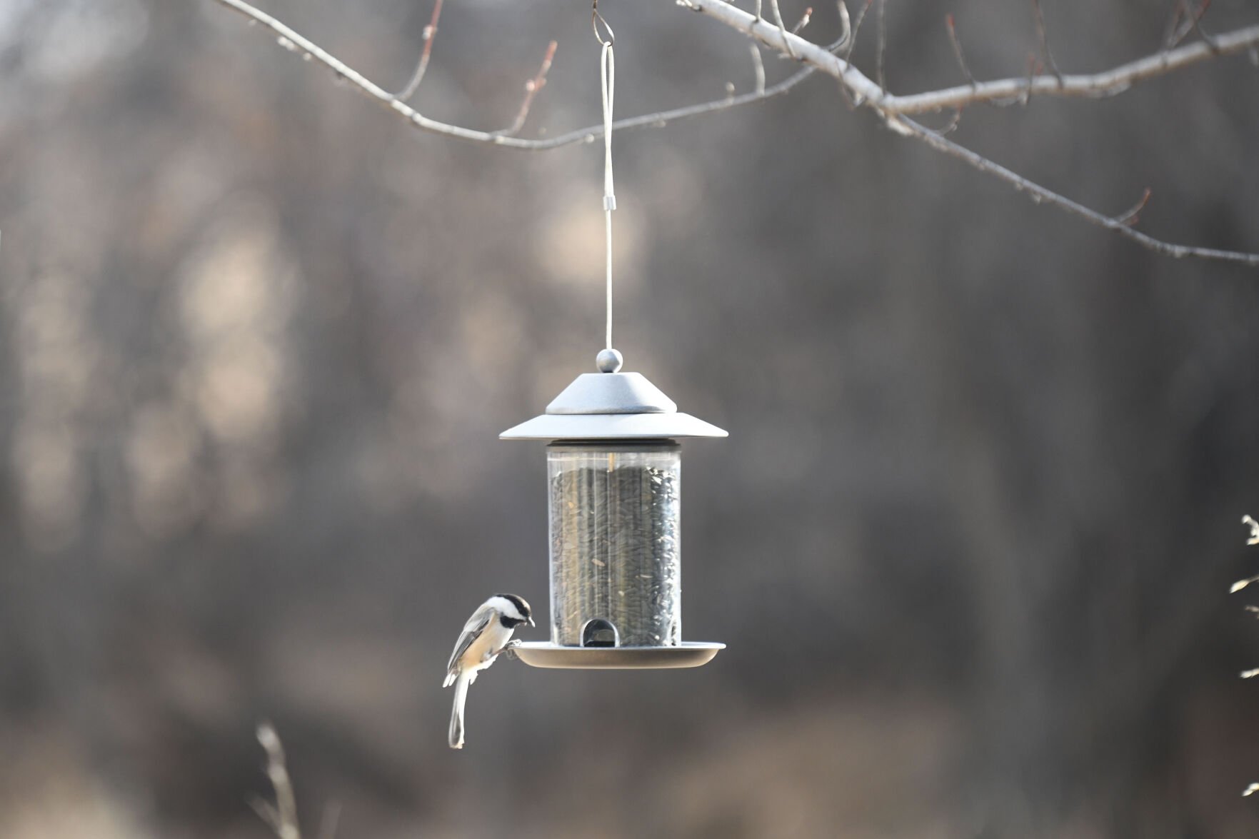Birds in flight: Warmer temperatures stall bird migration to northeast Wyoming