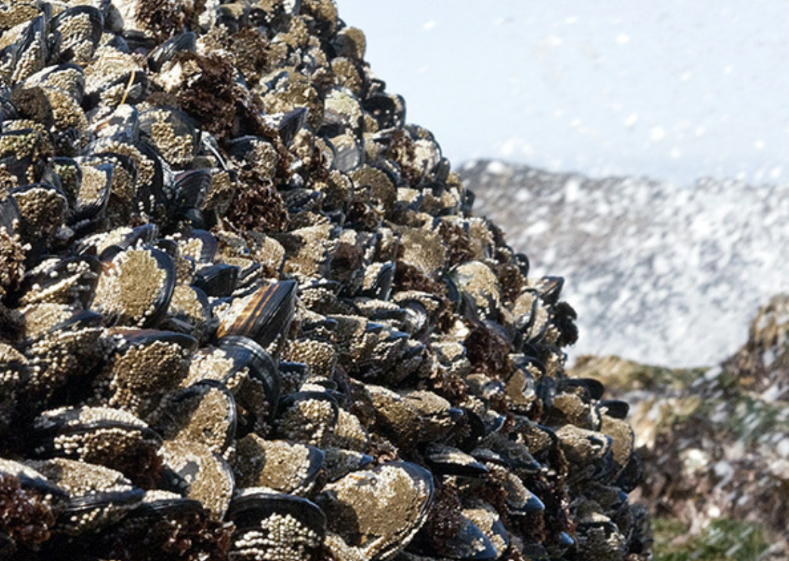Mussel harvest reopens from Cape Blanco to California border