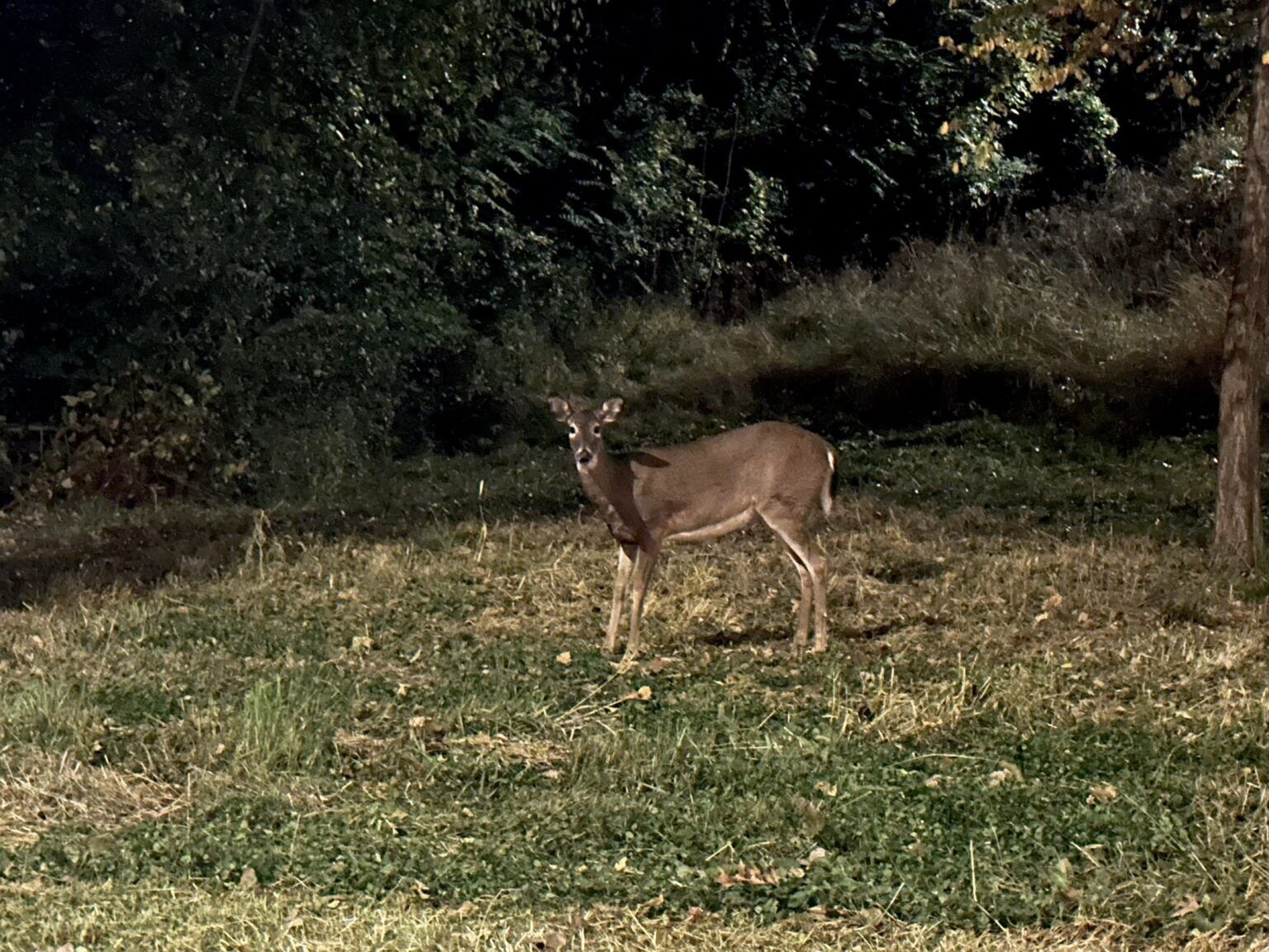 Iowa hunters safety courses could be fully online under House proposal