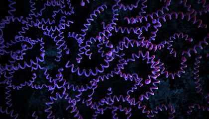 Anthropologists Recover DNA of Syphilis-Causing Bacterium Relative From 5,500-Year-Old Human Remains, the Earliest Ever Found