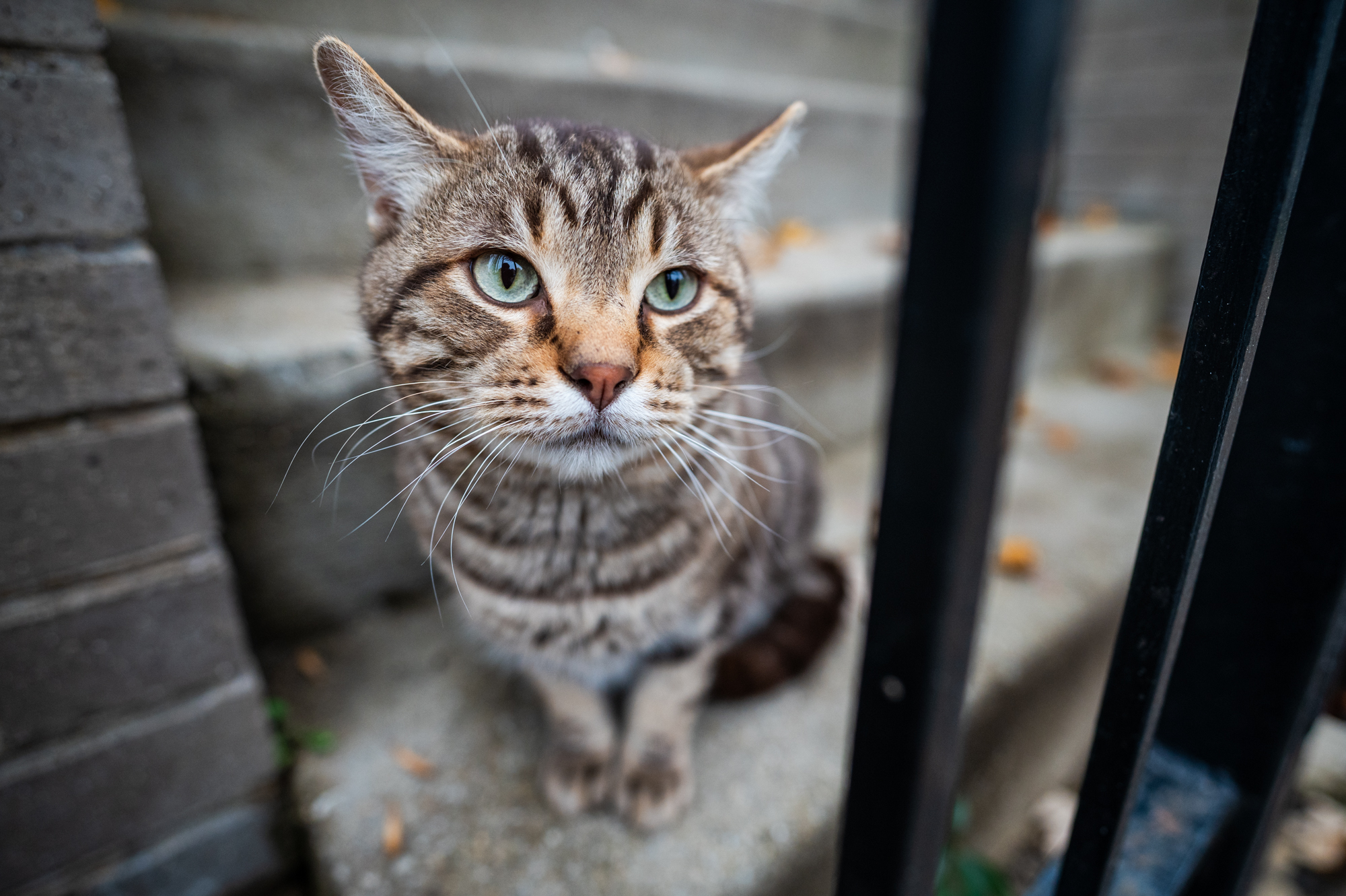 Feeding A Stray Cat? Animal Rescues Unite To Fix 500 Ferals For Reduced Fees In March