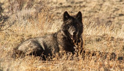 A Gray Wolf Visited Los Angeles County for the First Time in a Century, Marking a Major Milestone in the Species’ Recovery