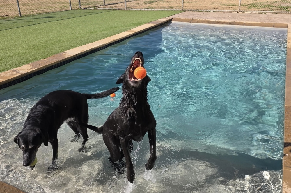 Dogs Day Inn Pet Resort celebrates 36 years caring for local pets