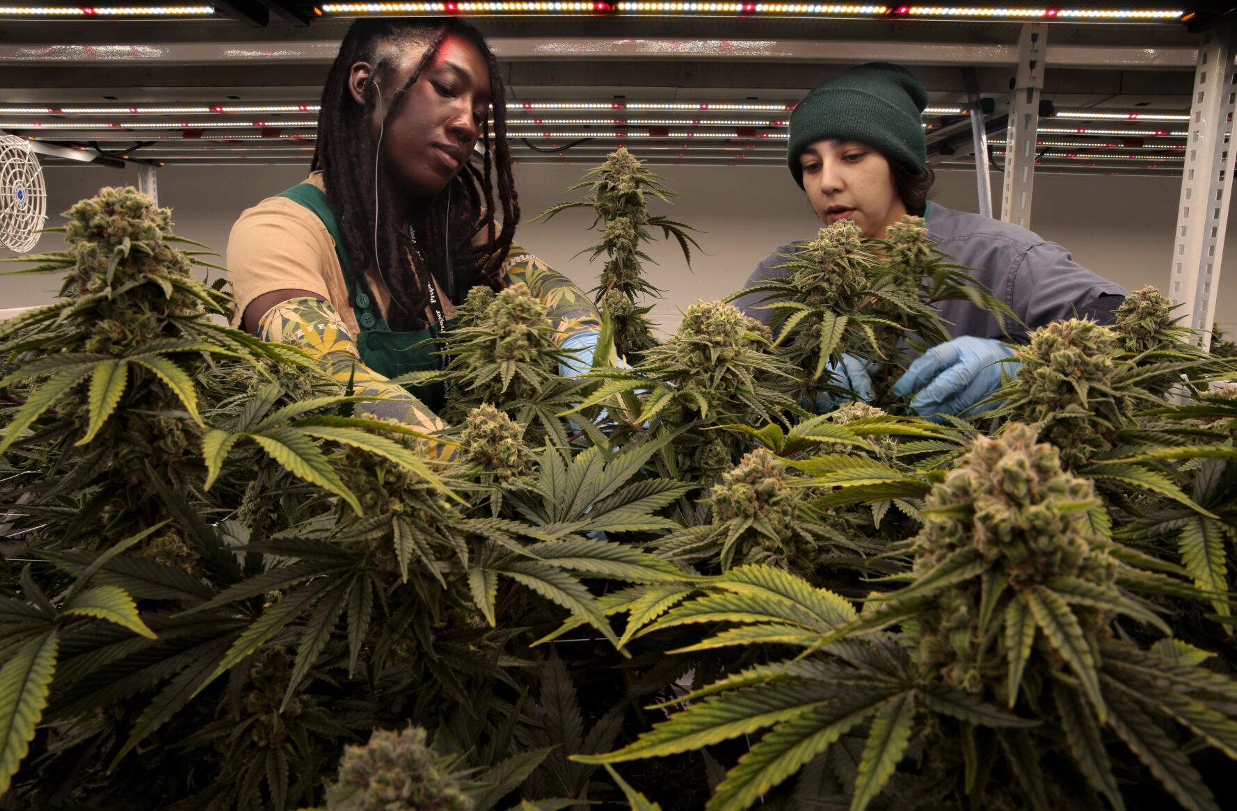 Critical audit of Missouri’s medical marijuana program draws blowback from state officials