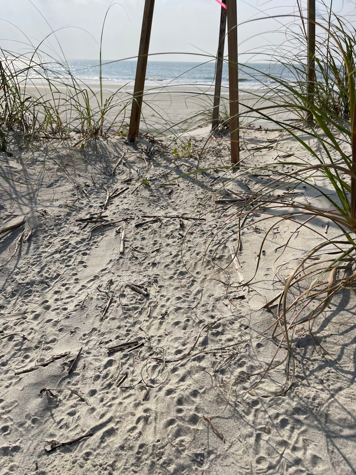 Planning commissioners debate beach lighting ordinance