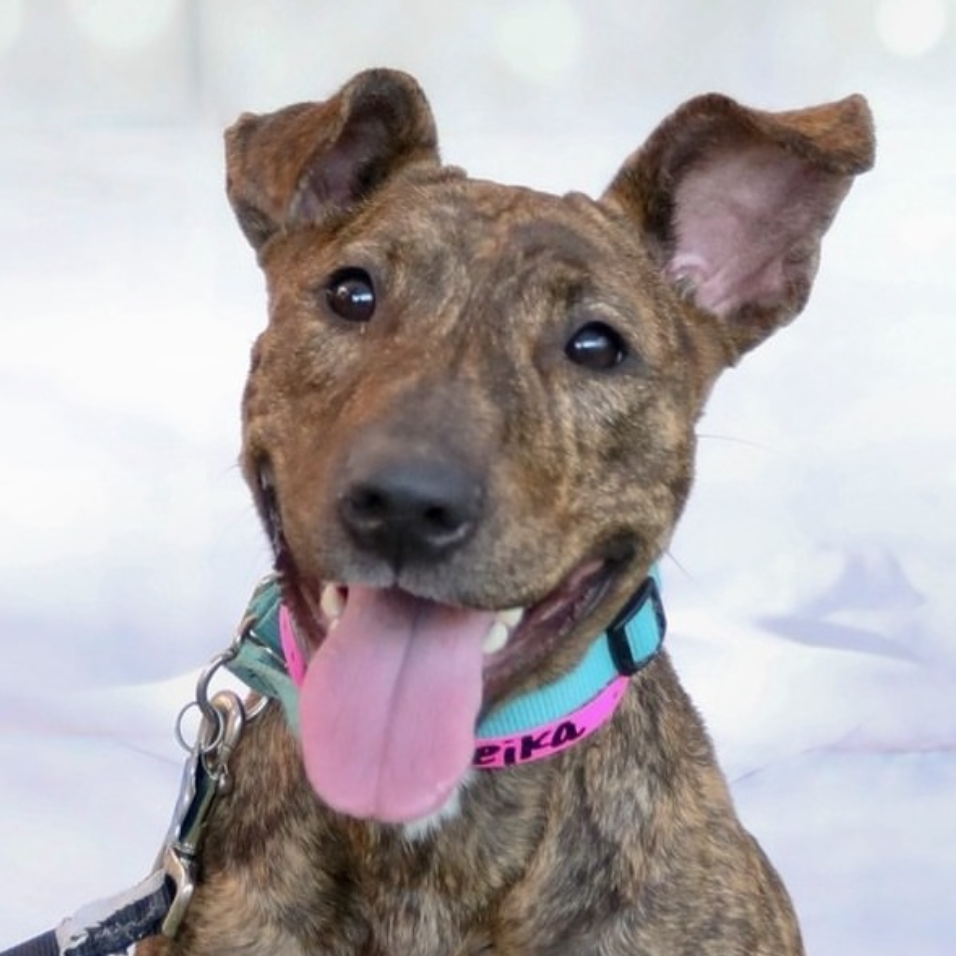 HCH Pet of the Week: Meika
