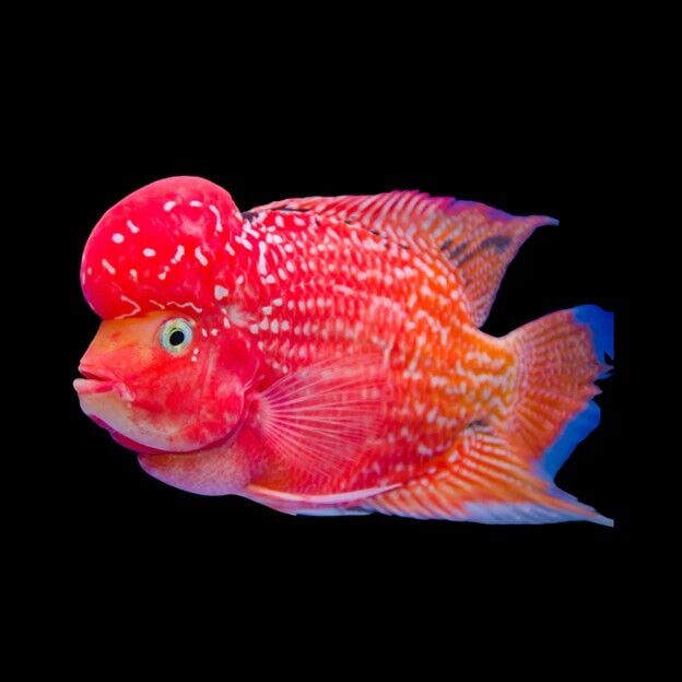 Why Flowerhorn Fish Are Gaining Popularity Among U.S. Collectors — And What to Know Before Buying Online