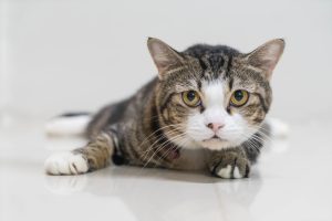 Aloha FurEver Pets Foundation partners with Good Cat Network to reduce cat overpopulation