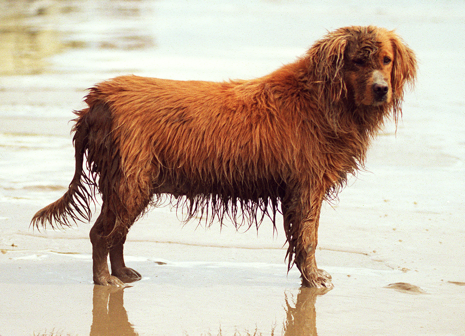 Why do dogs eat mud?