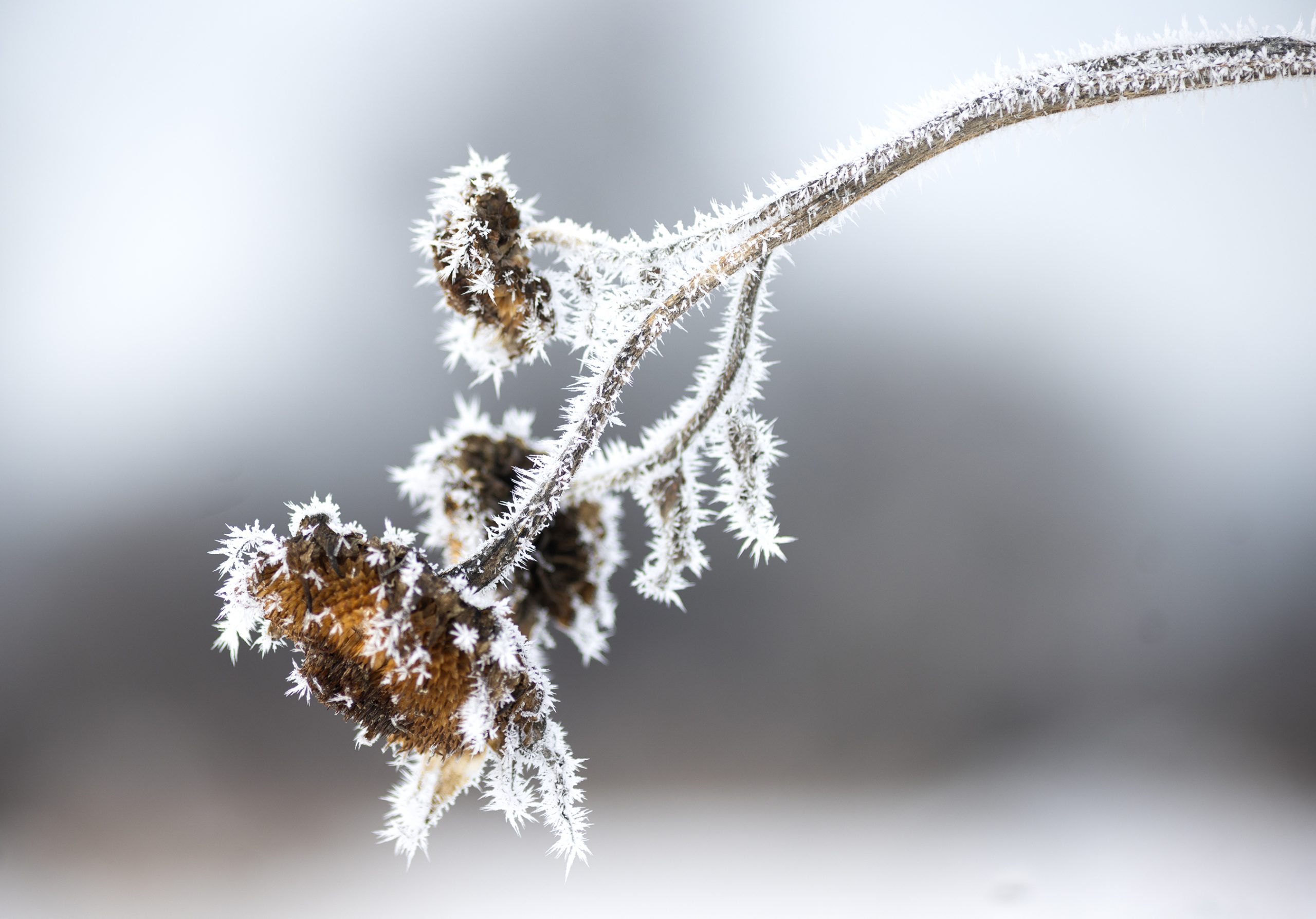 Letter: Time for impeachment