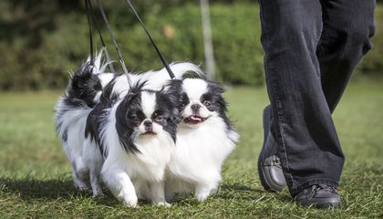 These 12 Popular Dog Breeds Are at Risk of Breathing Problems Related to Their Short Snouts, a New Study Suggests