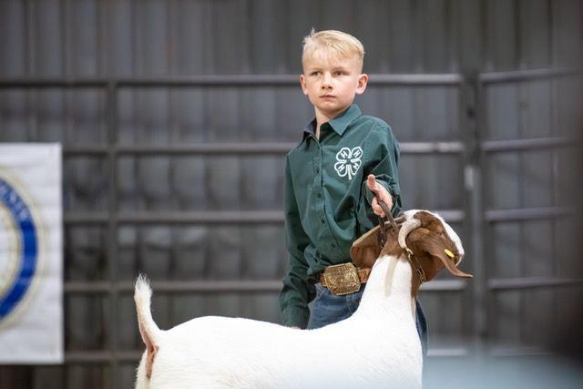 PCJLS: Goat show results