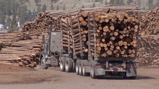 Opinion: B.C.’s forestry crisis goes beyond U.S. tariffs (Writer’s Bloc)