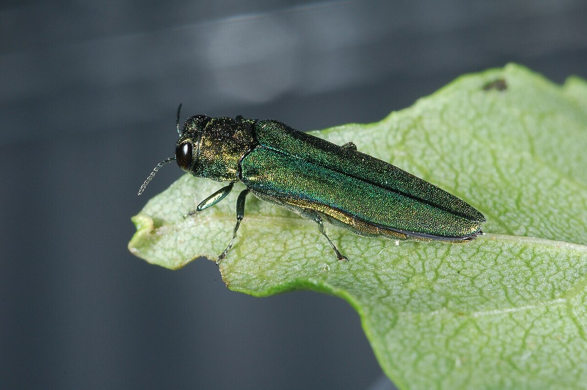 Ellsworth mulls $100K program to protect ash trees from emerald ash borer
