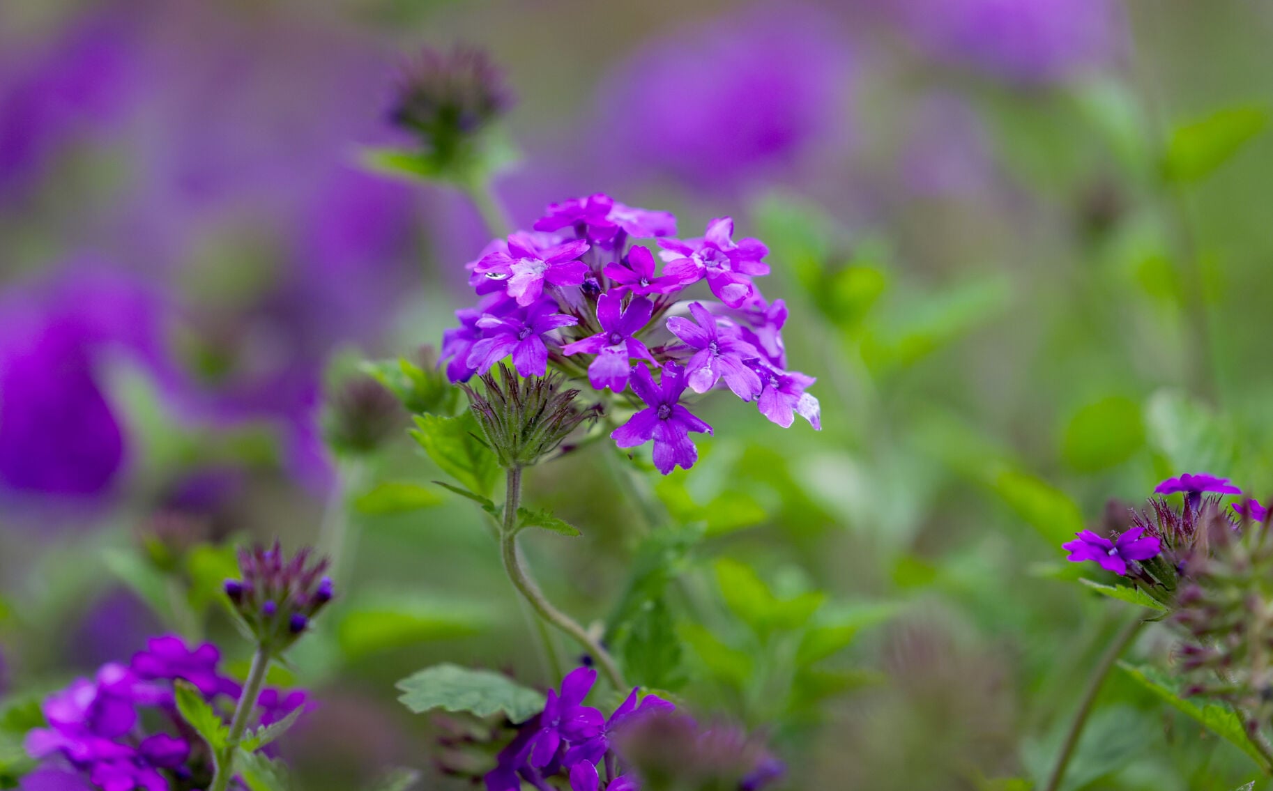 Looking for reliable color in the flower bed? Perennials are an investment in the garden.