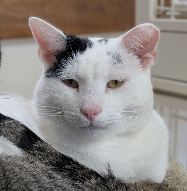 Pet of the Week: Meet Captain Morgan