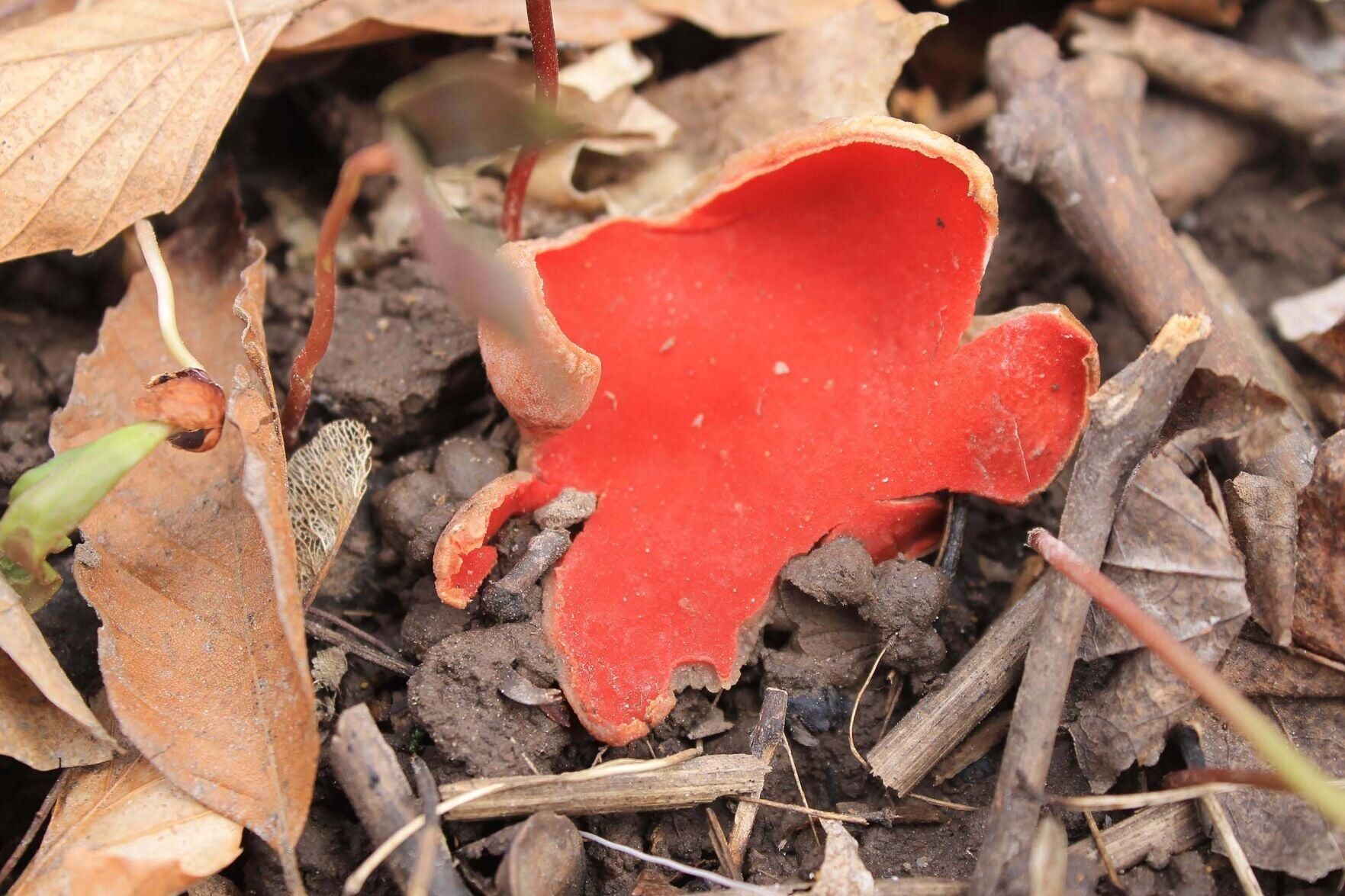 EXPLORING THE NIAGARA FRONTIER: A fungus that brightens early-spring forests