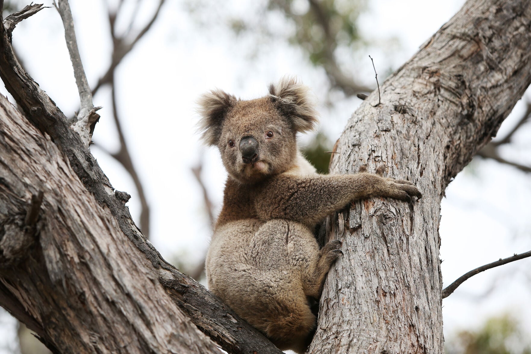 Can popular, friend-shaped koalas pull off genetic comeback?
