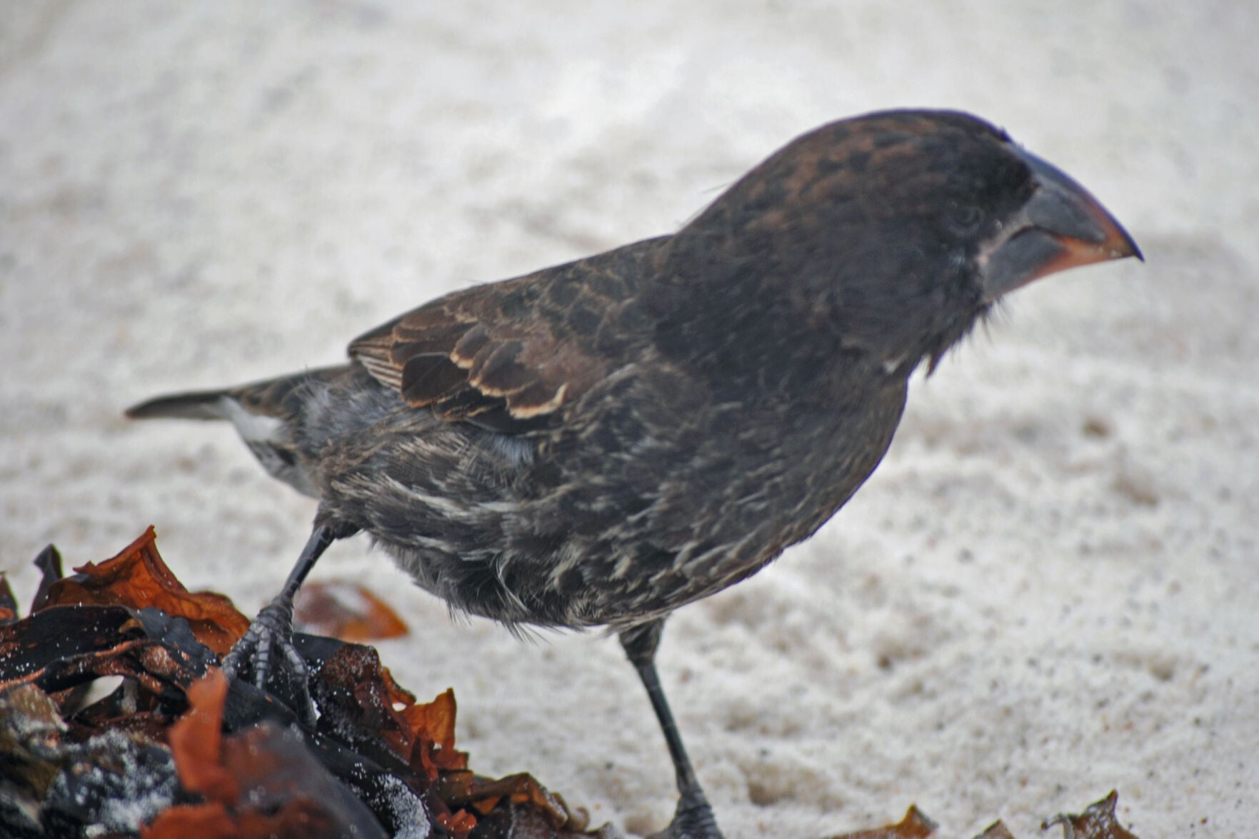 Why some birds seem to be developing a cigarette habit
