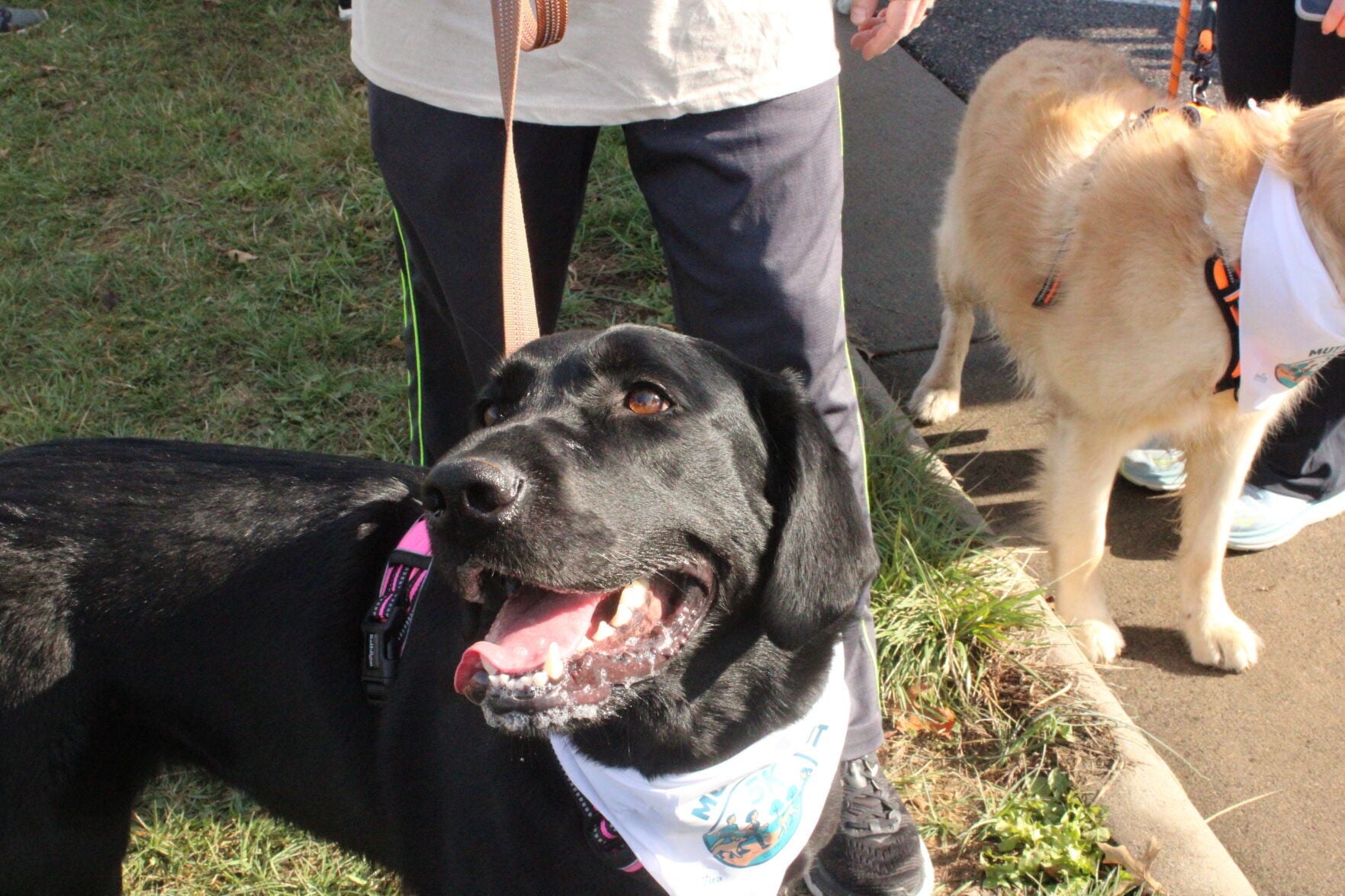 Hundreds have paws-itively fun time at Mutt Strut 5K race to raise money for veterinary center