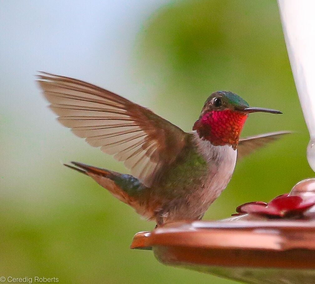 At last: Beepers for hummers!