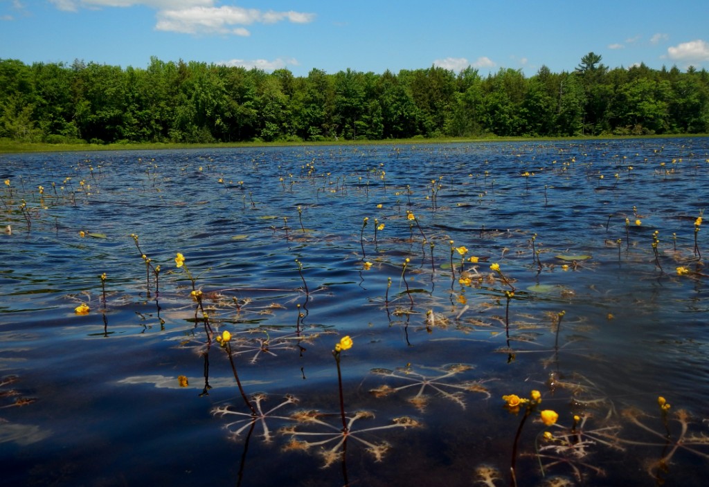 Tilton Pond infestation shifts focus to preventing invasive plant spread