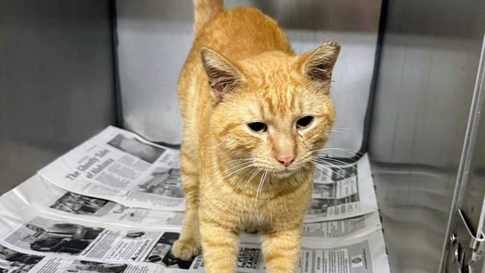 Barn buddy ready for work