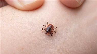 Almost Half of Chronic Fatigue Syndrome Cases Are Caused by Ticks