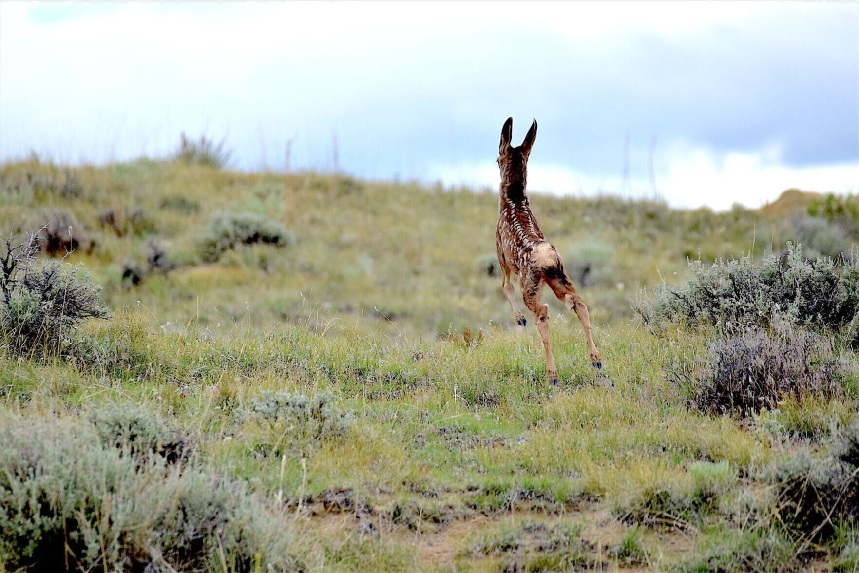 New Wyoming PAC focused on public lands and wildlife science