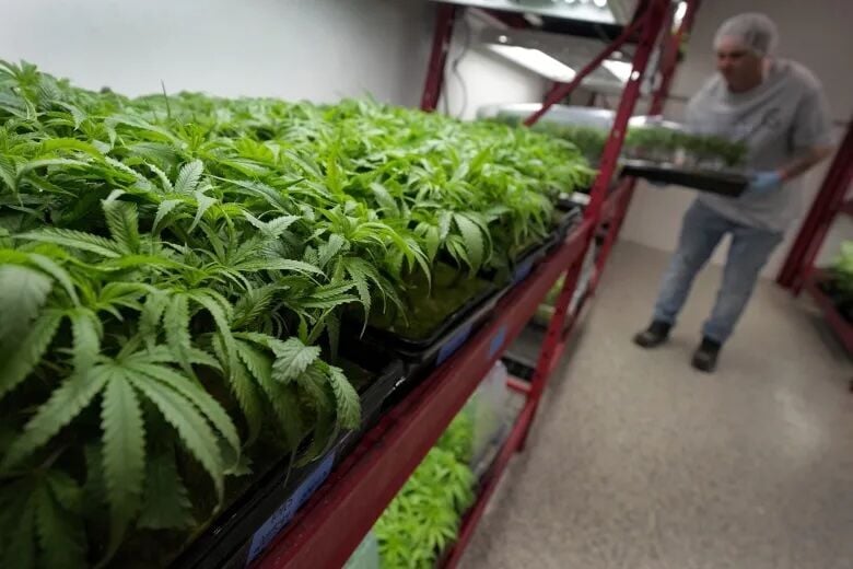 Treasurer to release medical marijuana funds despite Morrisey veto