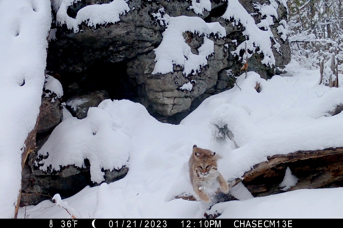 Coyote tries to chase down a bobcat in this tense Maine wildlife video