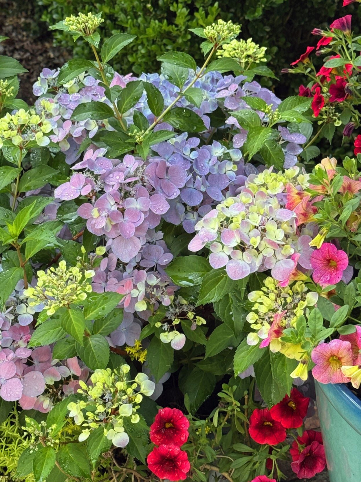 ON GARDENING: Flower fest begins with Fairytrail Fresco