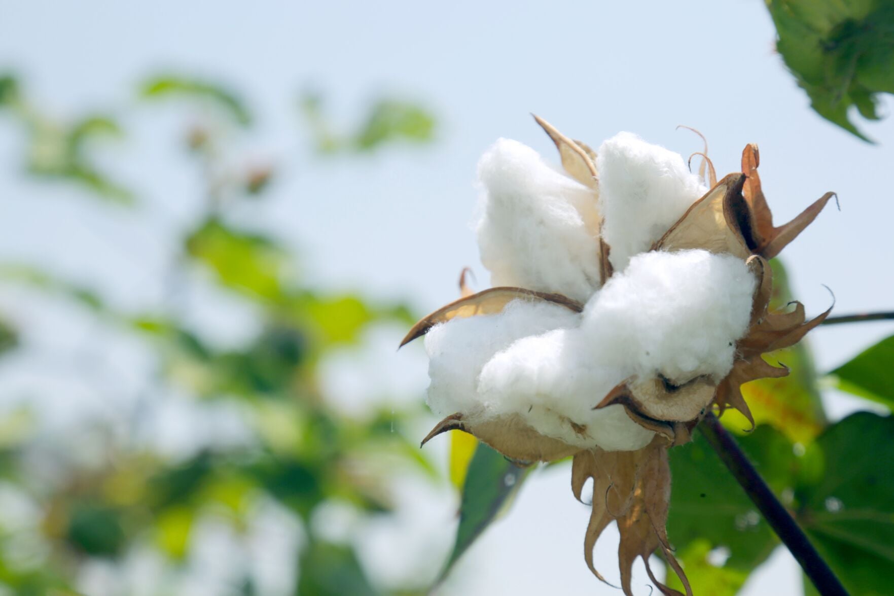 USDA announces Great American Cotton Plan