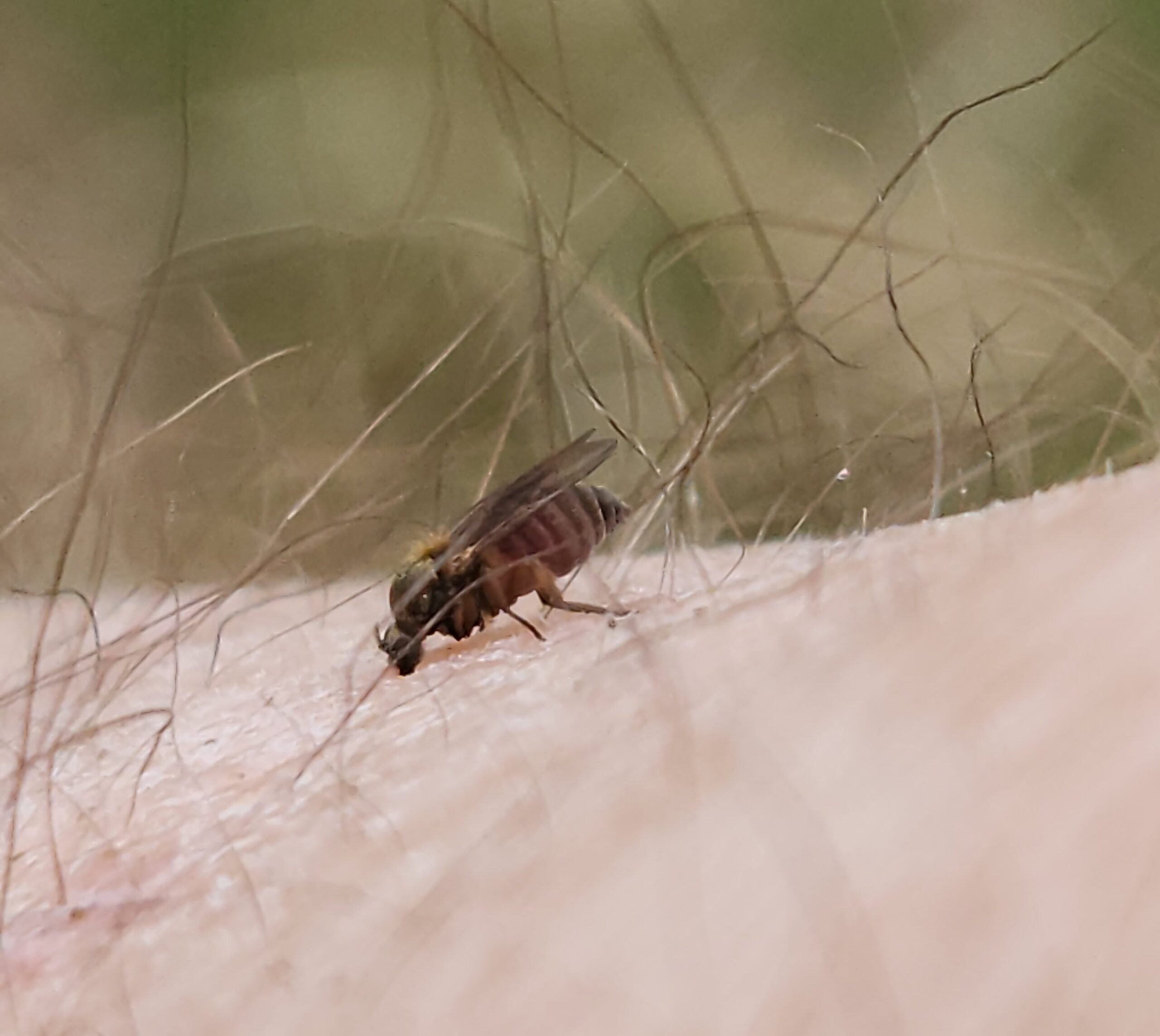 Black flies: Maine’s smallest trail bullies