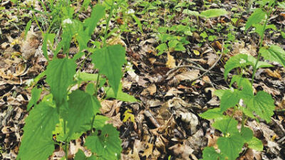Pulling garlic mustard stops spread of invasive plant