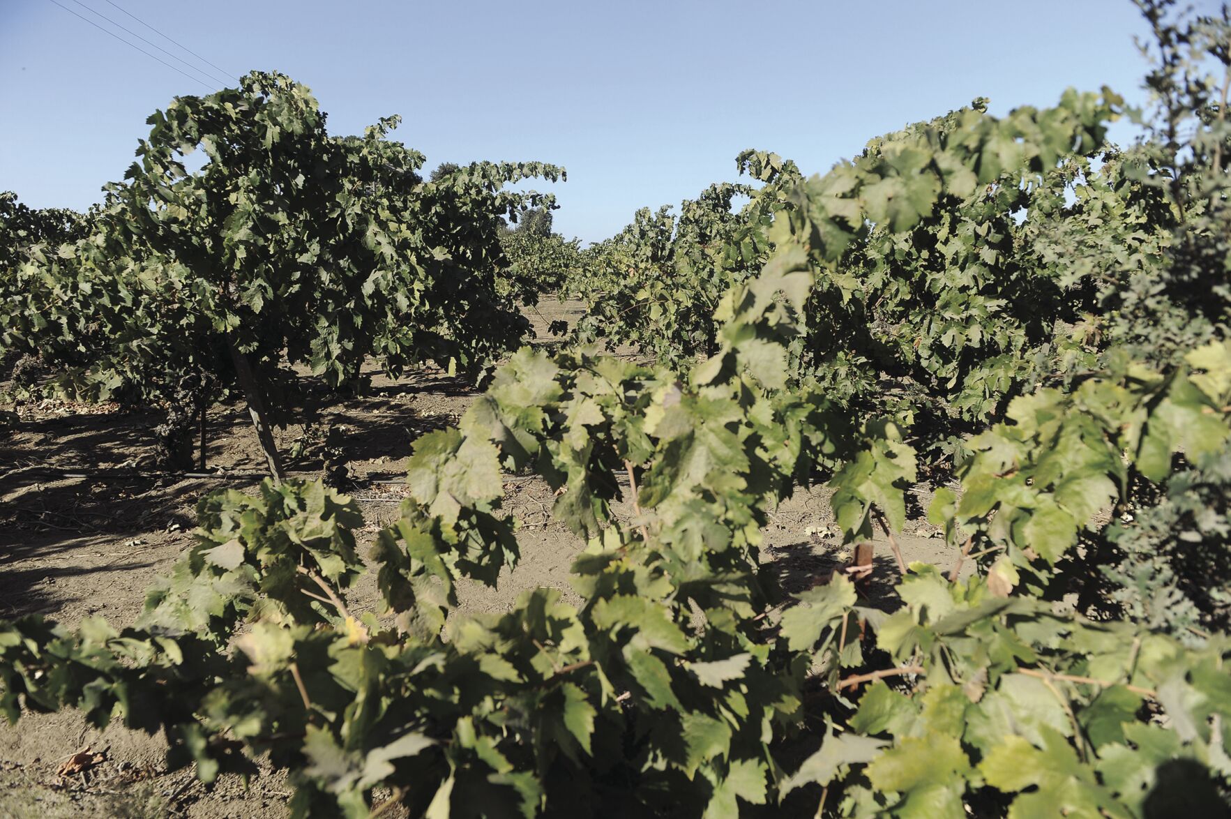 Vintage year for Lodi AVA and Lodi Winegrape Commission