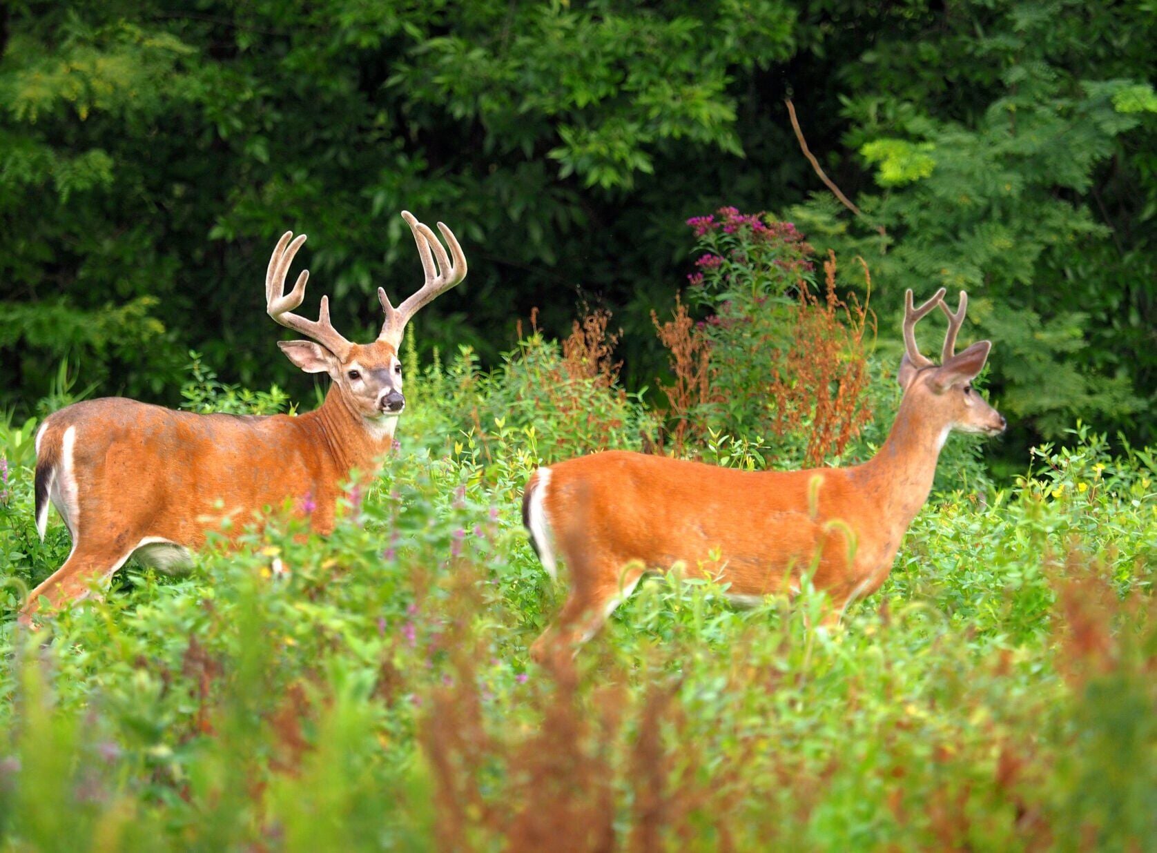 Bear sightings down, local dead deer pickups under pilot program