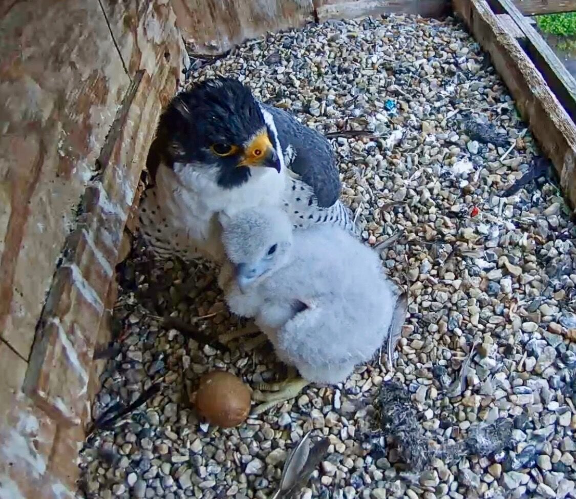 Peregrine falcon hatchling thriving atop Utica skyline after dramatic start to life
