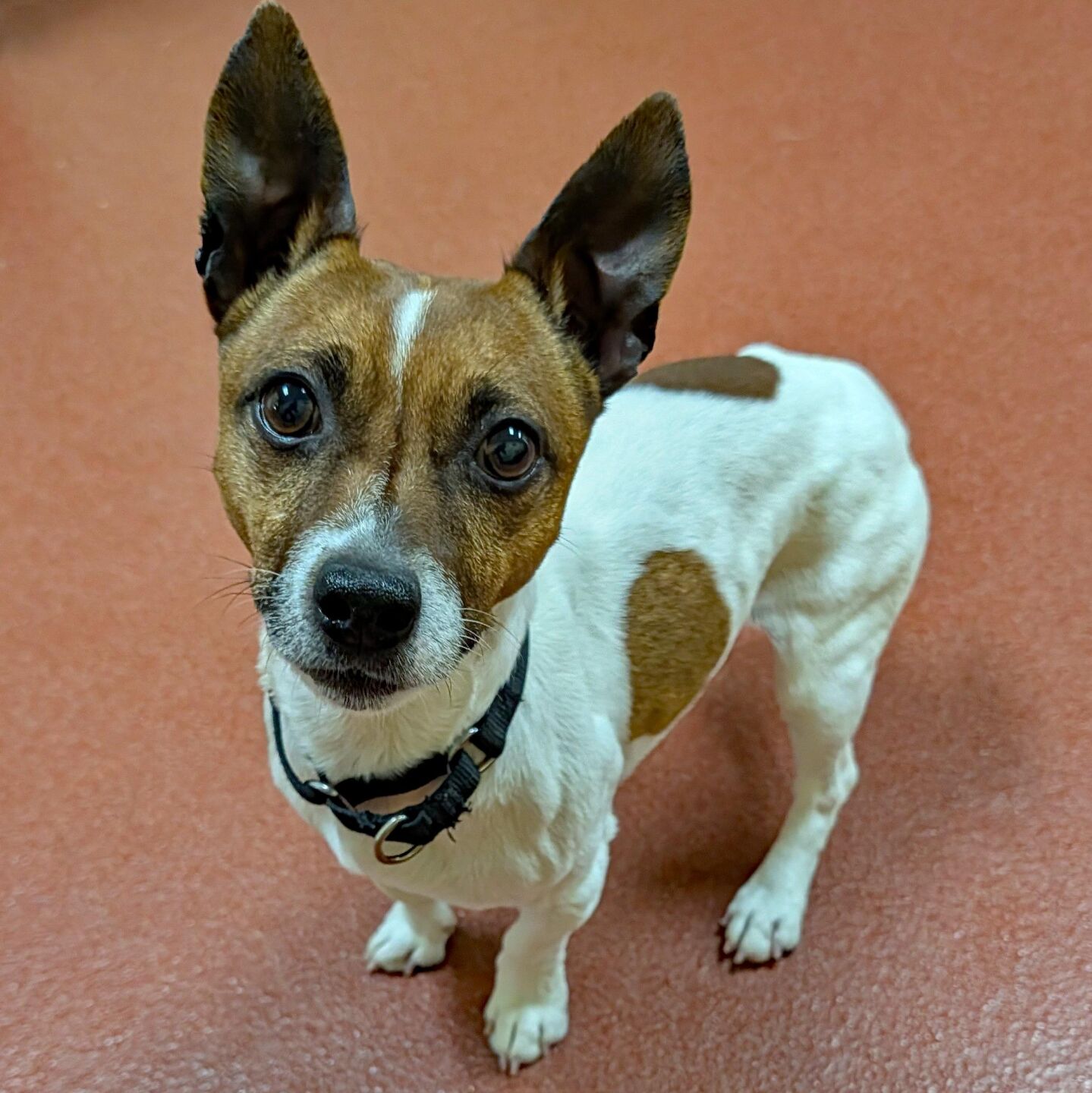 ‘Adorable Adoptables’ available at HART for Animals