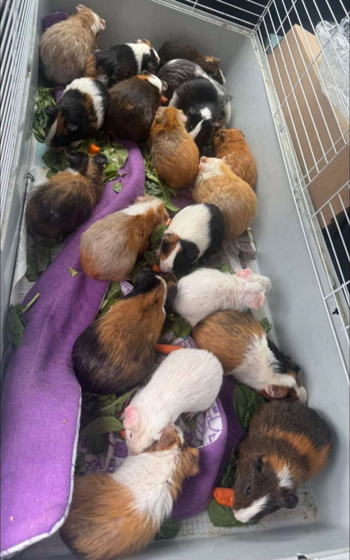 Rescues step in after Utica woman’s guinea pig population spirals to 100