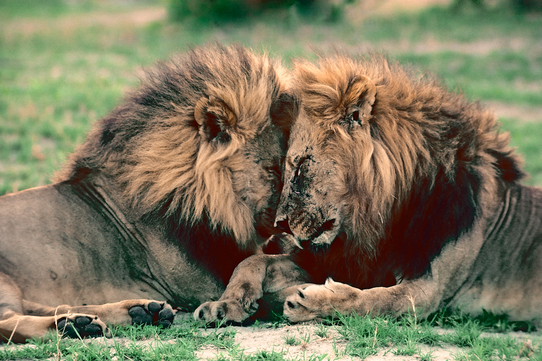 We’ve Been Thinking About Animal Sexuality All Wrong