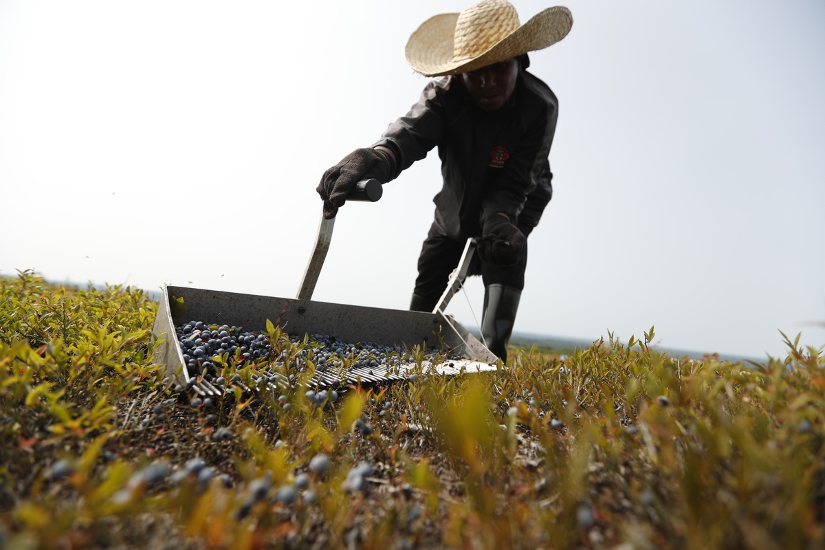 Federal policy change means farmworkers in Maine will likely see a pay cut this year