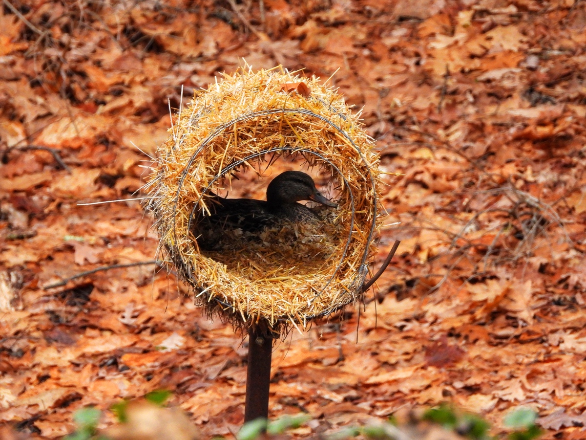 Watch mallard ducklings jump from what may be Maine’s only successful hen house