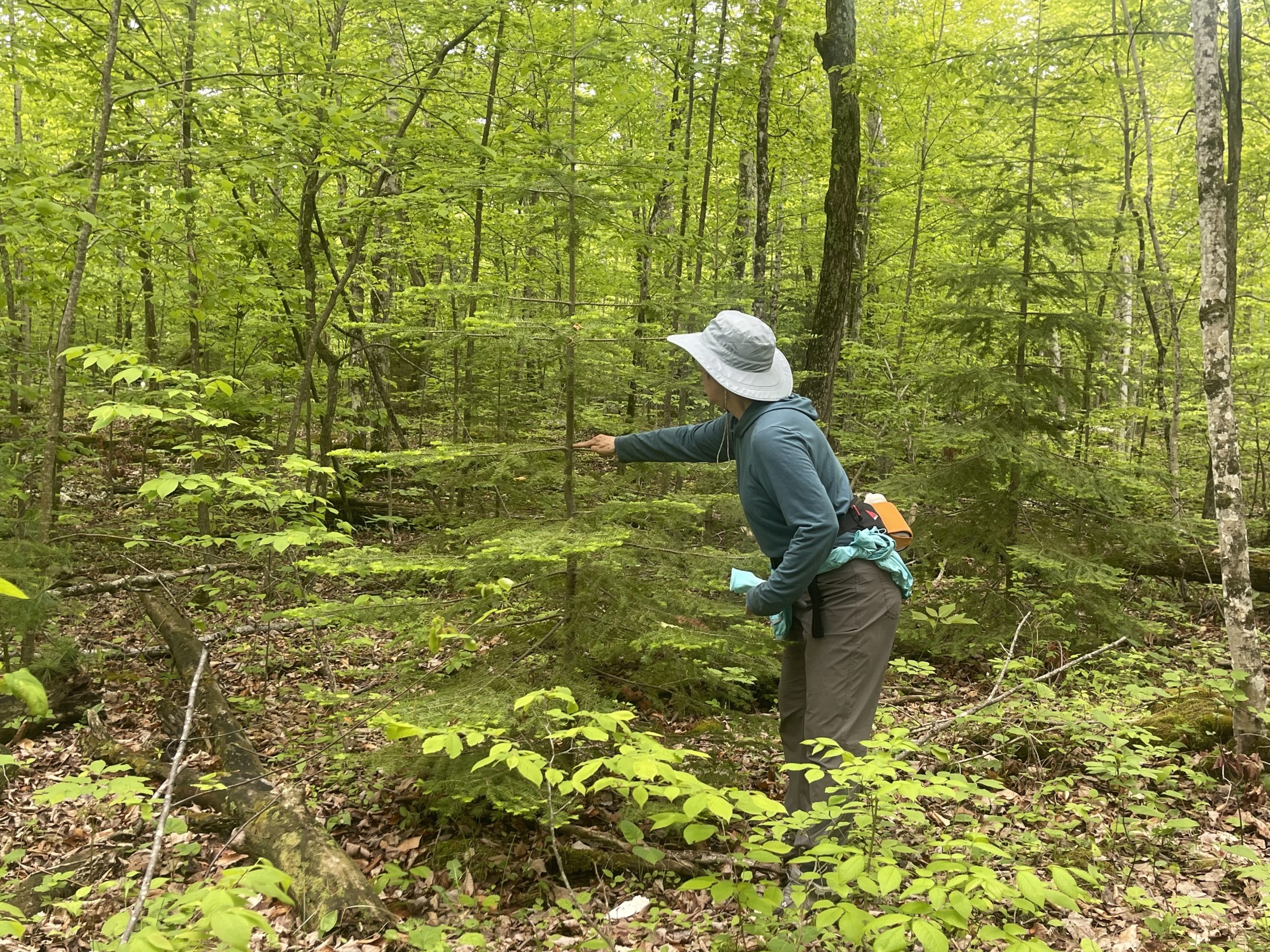 At a Tree’s Pace