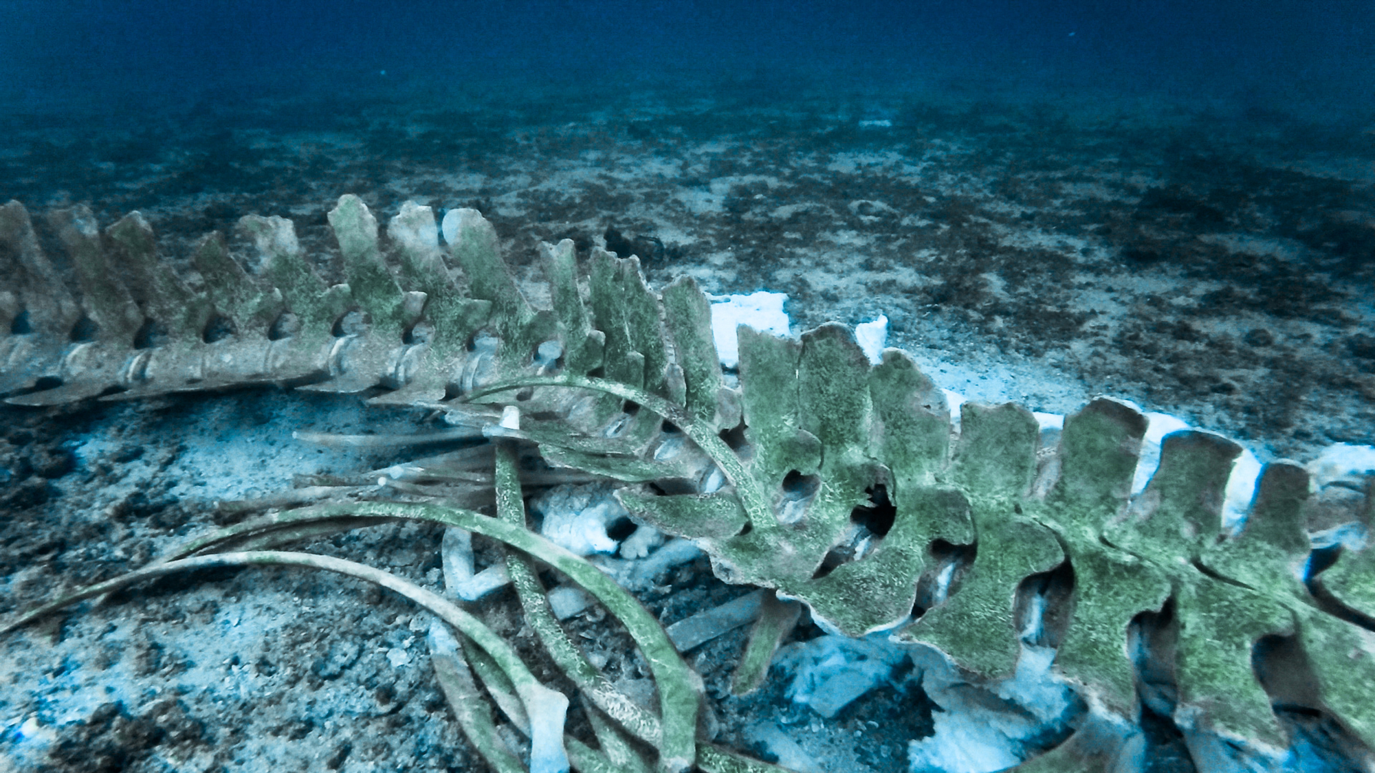 Scientists Found a Massive Whale Graveyard That’s Been Filling Up for 5 Million Years